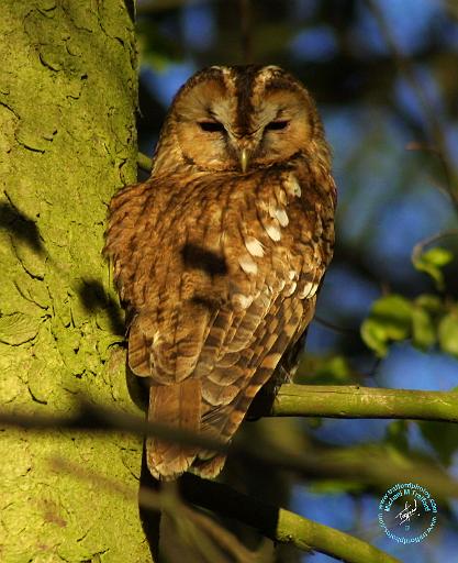 Tawny Owl 8T014D-17.JPG